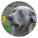 “Stupids Dogs” stickerpack