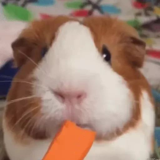 Sticker “Guinea Pigs-1”