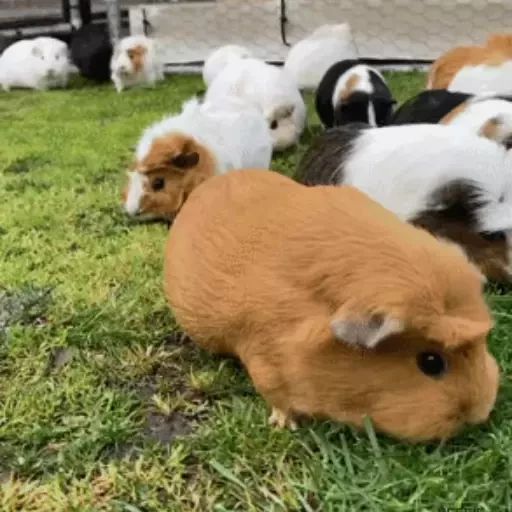Sticker “Guinea Pigs-11”