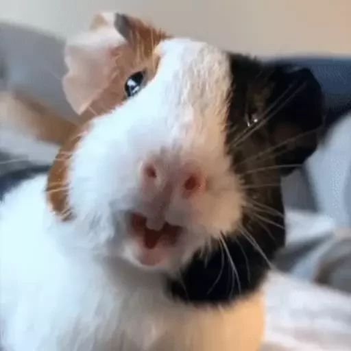 Sticker “Guinea Pigs-12”