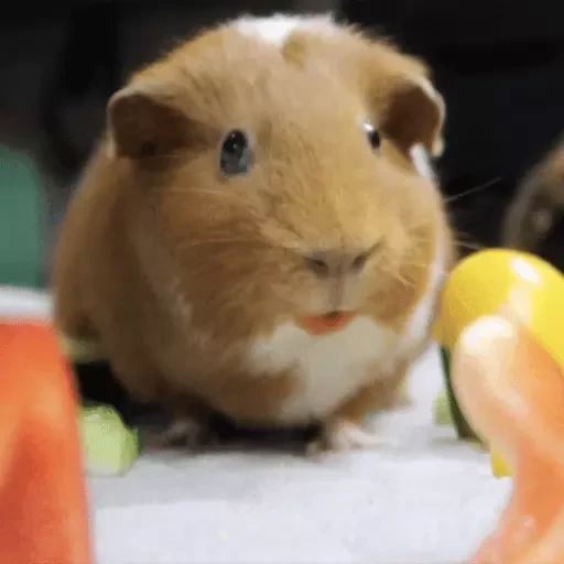 Sticker “Guinea Pigs-4”
