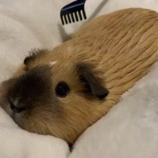 Sticker “Guinea Pigs-5”