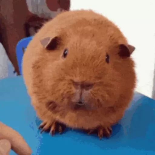 Sticker “Guinea Pigs-6”