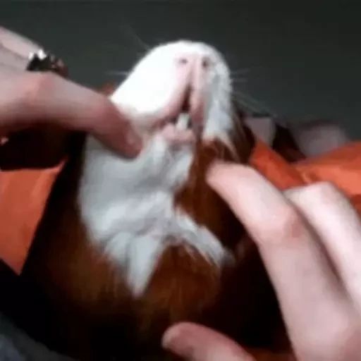 Sticker “Guinea Pigs-7”