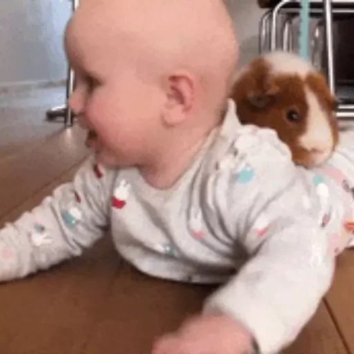 Sticker “Guinea Pigs-9”