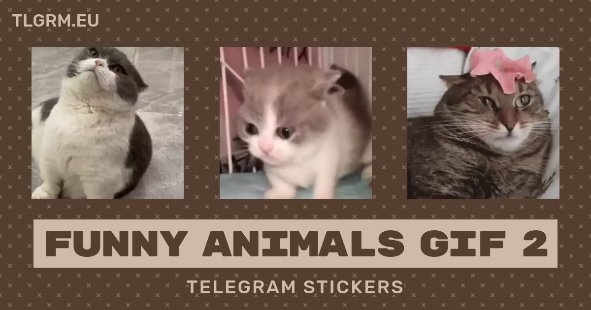 Telegram channel Funny Cats Gifs — @FunnyCatsGifs — TGStat