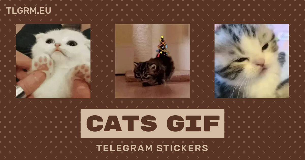 Telegram channel Funny Cats Gifs — @FunnyCatsGifs — TGStat